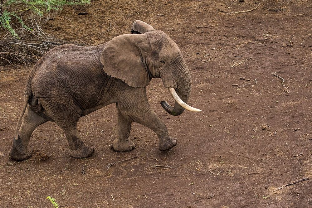 Africa-Kenya-Shompole-Aerial view of large adult Elephant walking